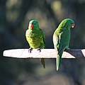 Two adults in Australia