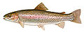 A trout