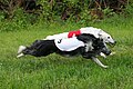 Silken Windhound in a straight race
