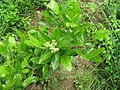 Foliage and flowers