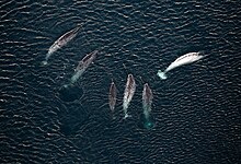 Six narwhals near the water surface in the open ocean.