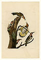 37. Golden-winged Woodpecker