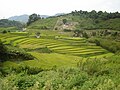 Rice Terraces near Shimo-Akasaka Castle