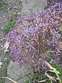 Allium cristophii