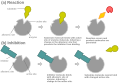 Allosteric competitive inhibition 2