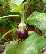 An eggplant fruit developing on the plant