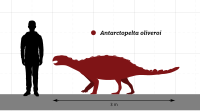 Antarctopelta_Size_Comparison