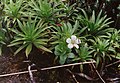 Greensword, Puʻu Kukui bog