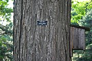 Detail of mature bark