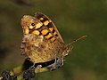 Speckled Wood