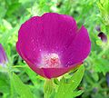 Callirhoe involucrata