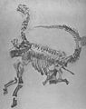 Camarasaurus (?)