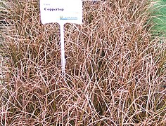 Sedge - Carex 'Coppertop'