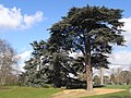 Cedar of Lebanon, Kew Gardens