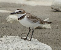 Wilson's Plover (probably a female)