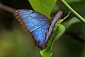 Morpho helenor peleides Panama