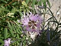 Dianthus hyssopifolius