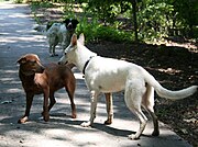 Brown dog: Softening eyes, ears back, reducing body size, lifting a paw.