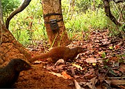 Brown mongoose