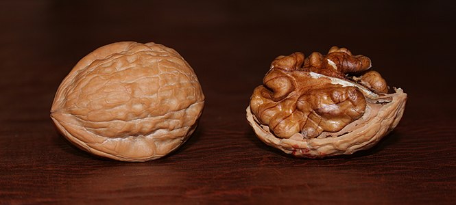 Walnuts, by AndonicO