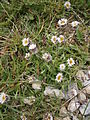 Erigeron uniflorus