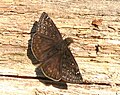 Horace's Duskywing