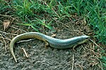 Great Plains skink (Plestiodon obsoletus)