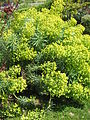 Euphorbia characias