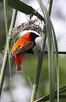 红巧织雀 constructing a nest in reeds, South Africa