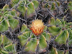 Ferocactus robustus