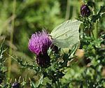 on Cirsium japonicum, Mount Ibuki, Shiga prefecture, Japan.