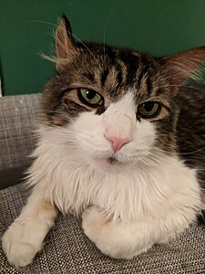 Longhaired tabby and white cat looking at the camera