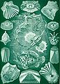 Teleostei by Ernst Haeckel, 1904. Four species, surrounded by scales