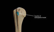 Insertion of subscapularis muscle