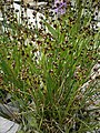 Juncus alpinoarticulatus