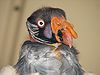 A King Vulture