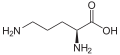 L-ornithine