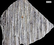 Lycopod bark (possibly an early species of Sigillaria) showing leaf scars, from the Middle Devonian of Wisconsin.