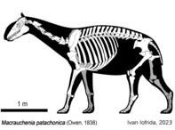 Skeletal reconstruction of Macrauchenia patachonica