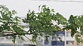 A branch of Drumsticks tree(Munaga in Telugu) Hyderabad Andhra Pradesh India