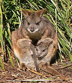 Parma Wallaby