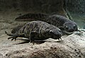 Iberian Ribbed Newt (Pleorodeles waltl) in Budapest