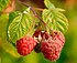 Raspberries (Rubus Idaeus).jpg