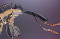 High magnification image of a long nosed weevil showing head detail