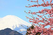Mountain covered in snow with cherry blossom.