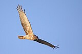 In flight, near Newcastle, New South Wales, Australia