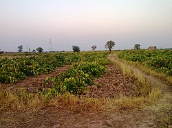 Vineyard in Kadkhodazamin