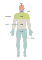 201 Elements of the Human Body.02-ro.svg