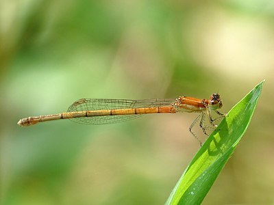 Agriocnemis pieris female (red form)