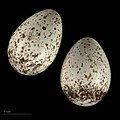 Eggs of Alaemon alaudipes alaudipes